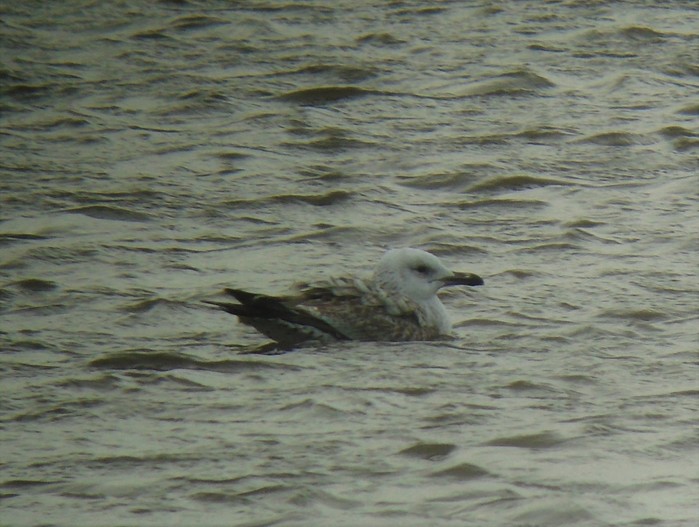 Caspian Gull