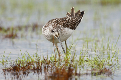 Greenshank