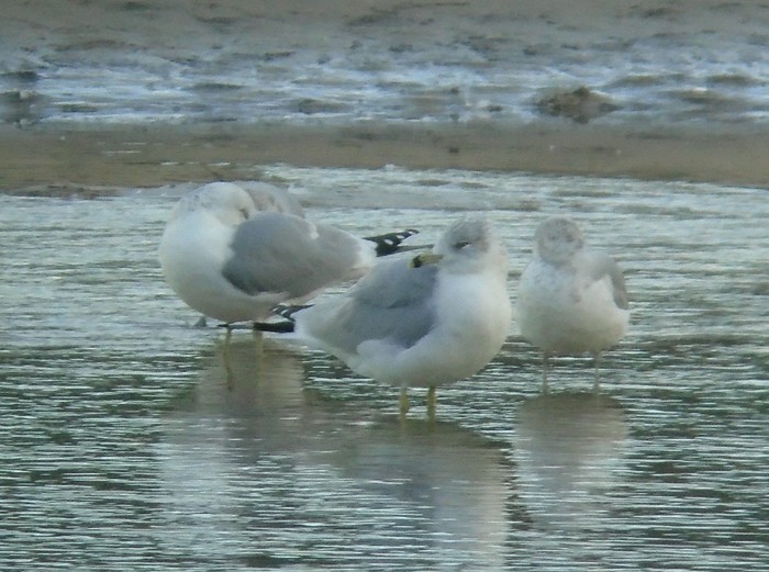 Ring-billed Gull