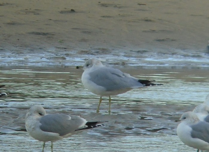 Ring-billed Gull