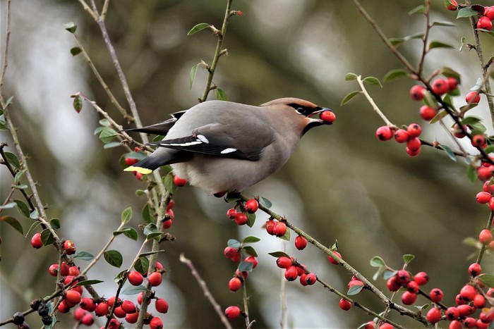 Waxwing