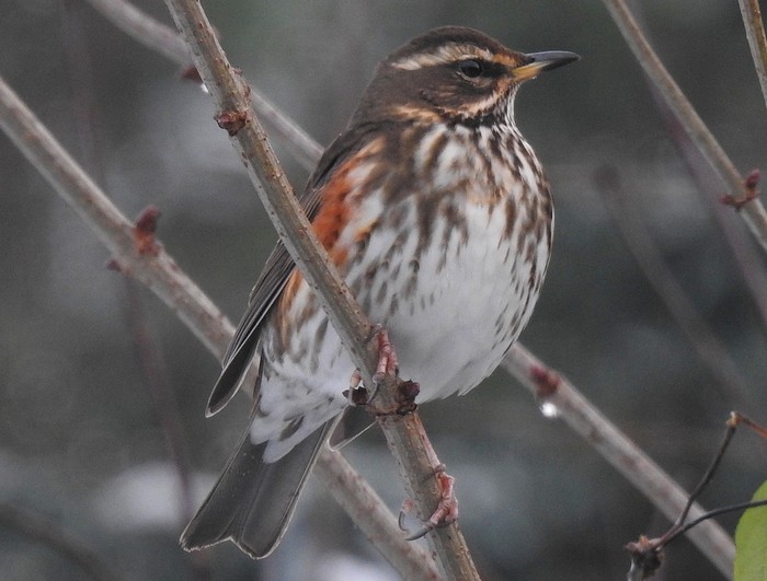 Redwing