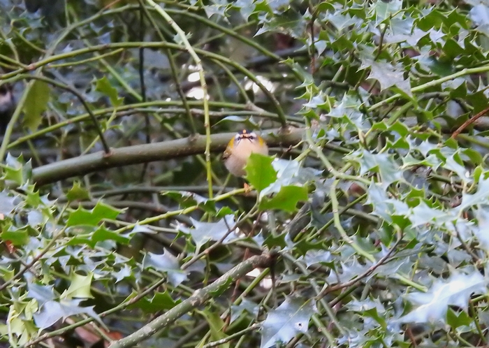 Firecrest