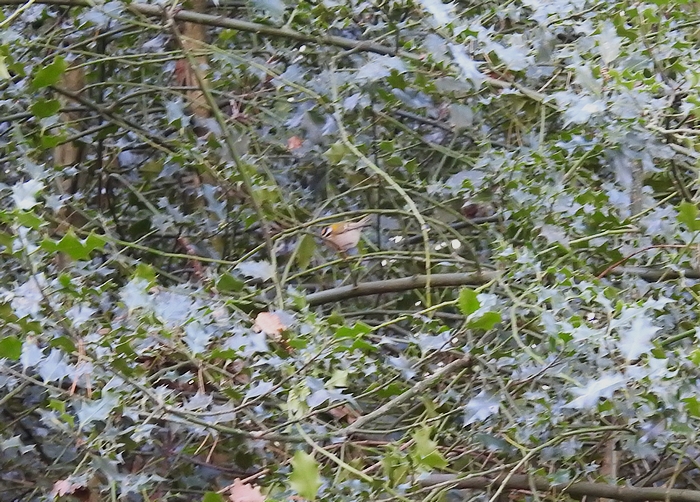 Firecrest