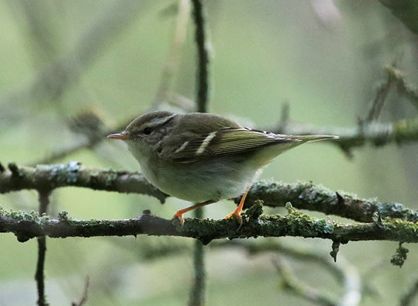 Yellow-browed Warbler