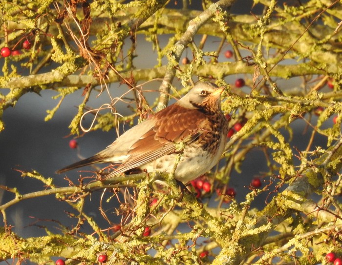 Fieldfare