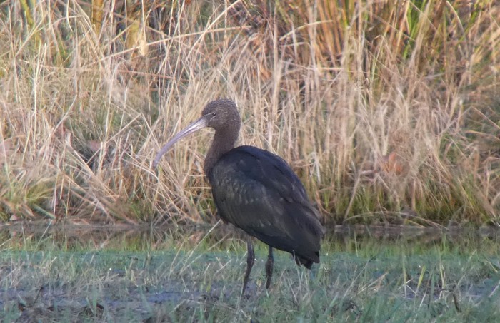 Glossy Ibis