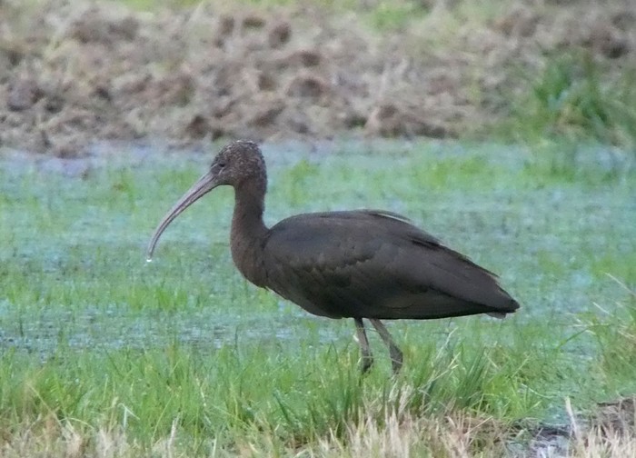 Glossy Ibis