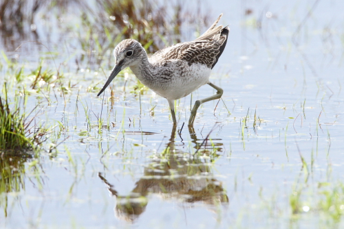 Greenshank