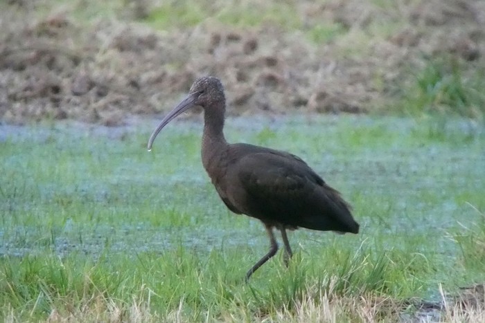 Glossy Ibis