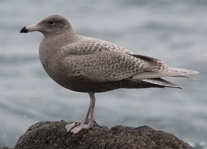 Glaucous Gull