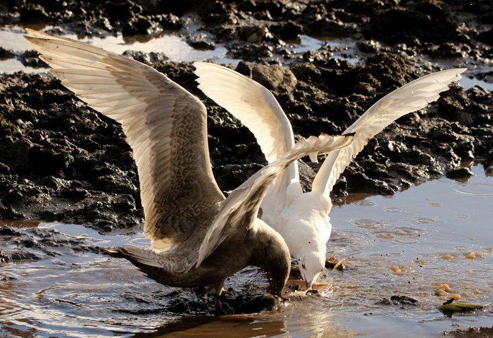 Iceland Gull