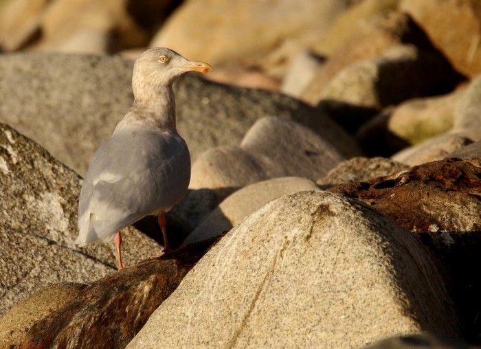 Glaucous Gull