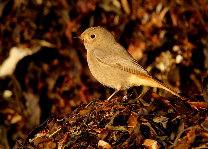 Black Redstart