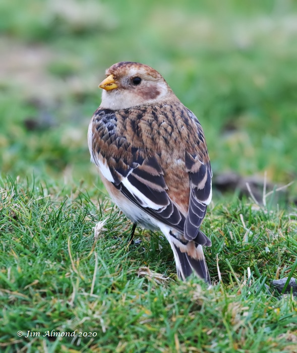 Snow Bunting