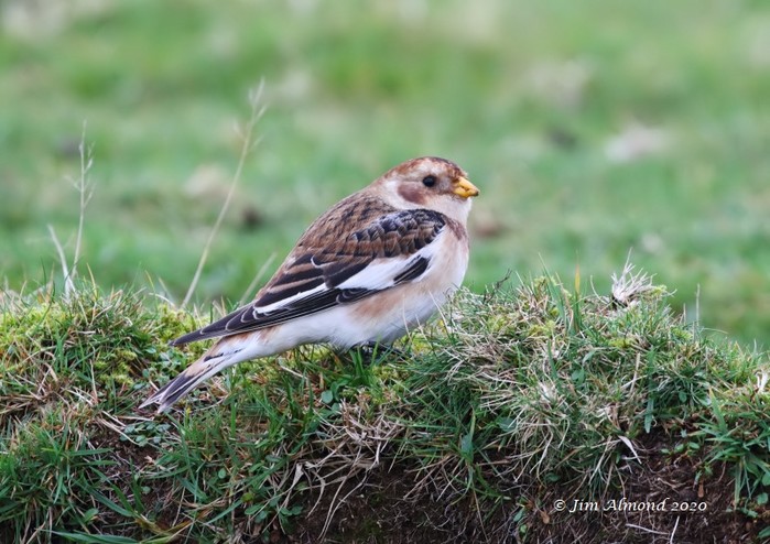 Snow Bunting