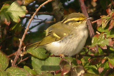 Pallas's Warbler