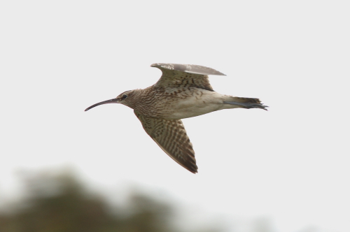 Whimbrel