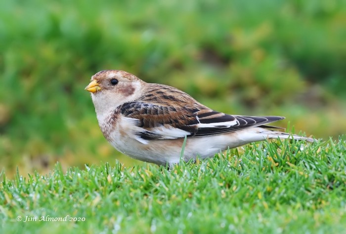 Snow Bunting