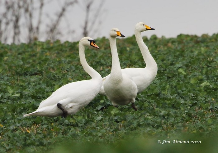 Whooper Swan