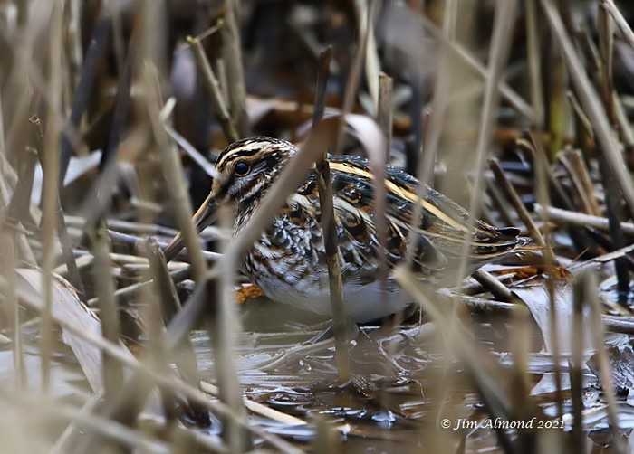 Jack Snipe