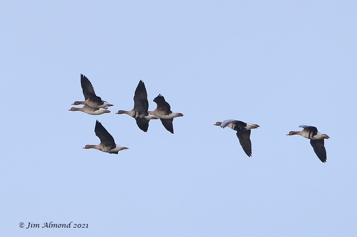 Russian White-fronted Goose