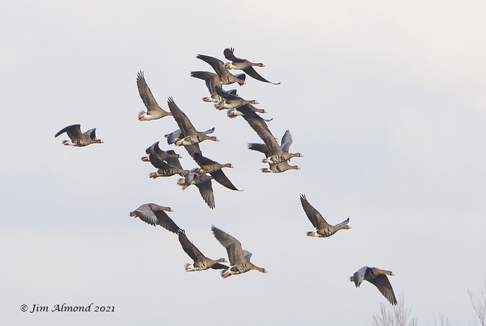 Russian White-fronted Goose