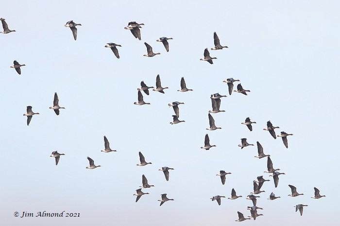 Russian White-fronted Goose