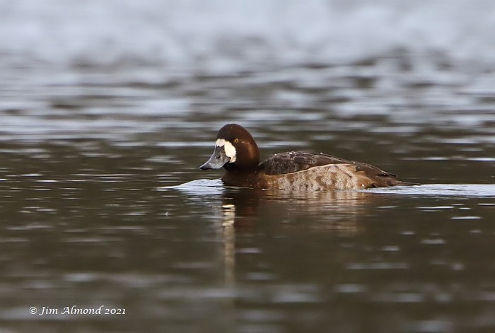 Scaup