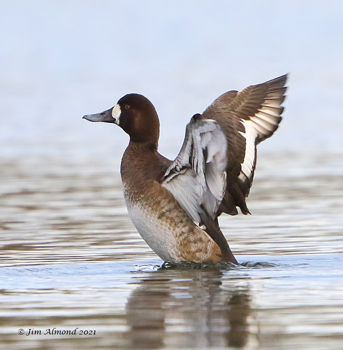 Scaup