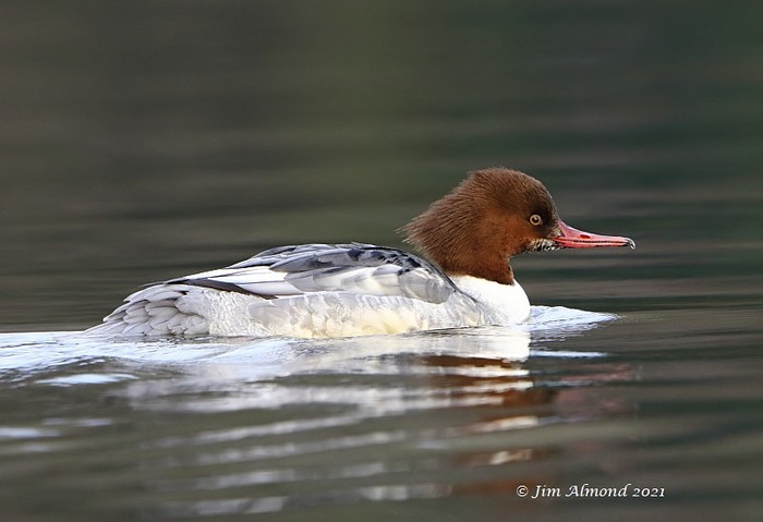 Goosander