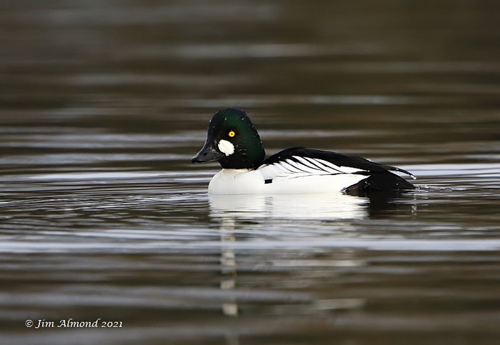 Goldeneye