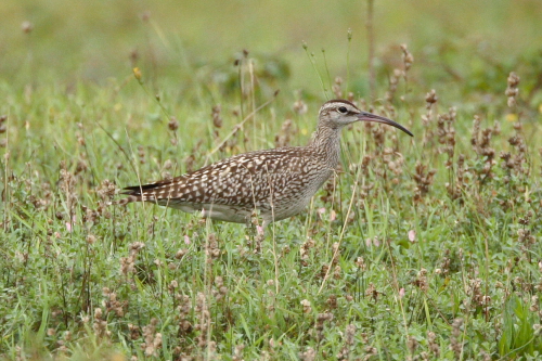 Whimbrel