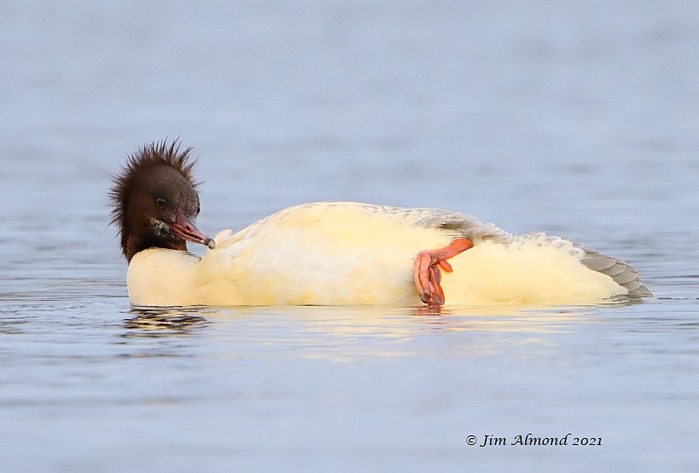 Goosander