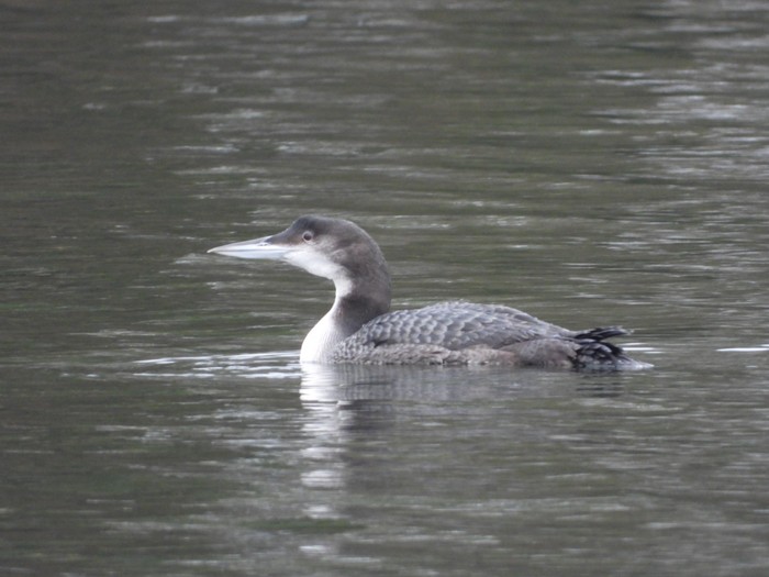 Great Northern Diver