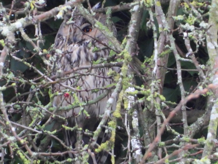 Long-eared Owl