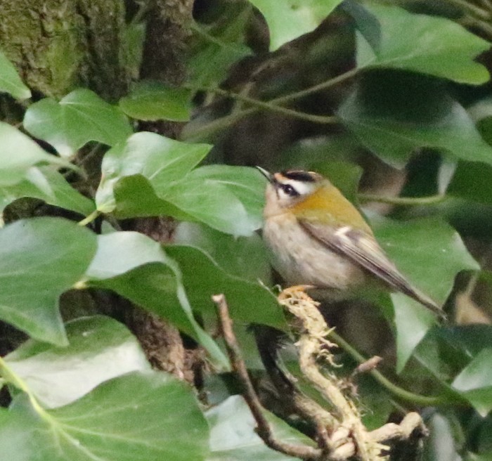 Firecrest