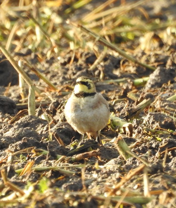 Shorelark