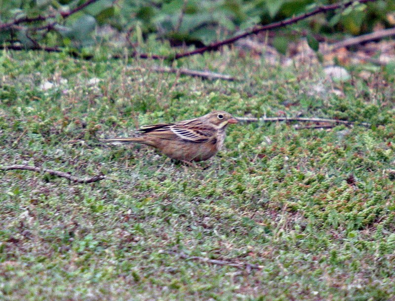 Ortolan Bunting