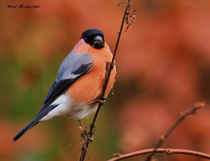 Bullfinch 