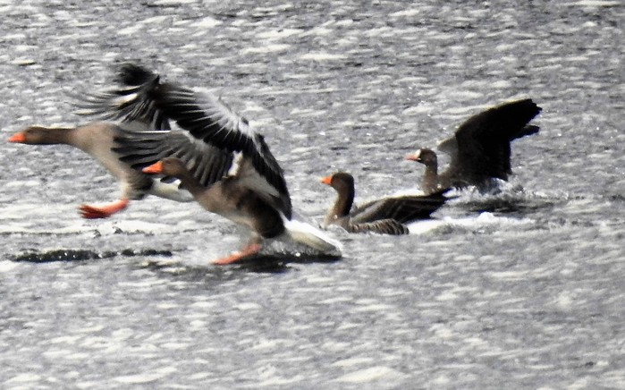 Russian White-fronted Goose