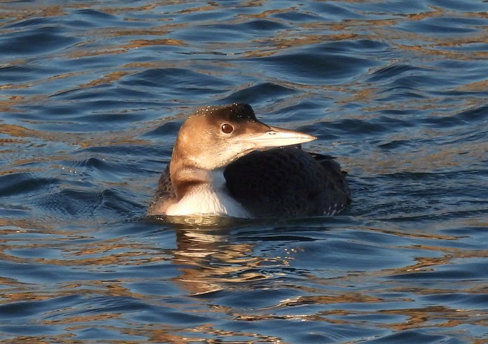 Great Northern Diver