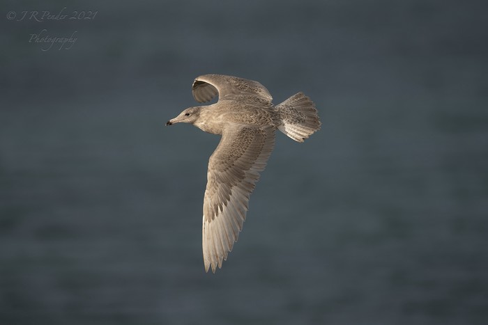 Glaucous Gull