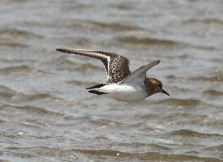 Red-necked Stint