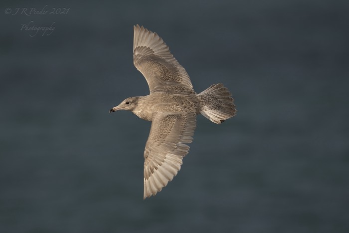 Glaucous Gull