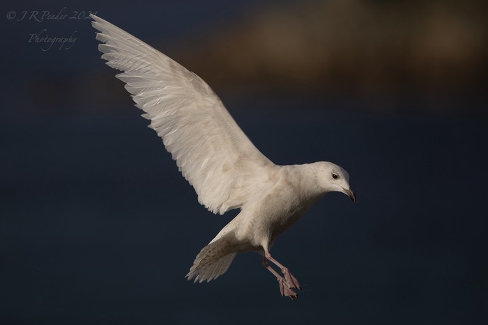 Iceland Gull