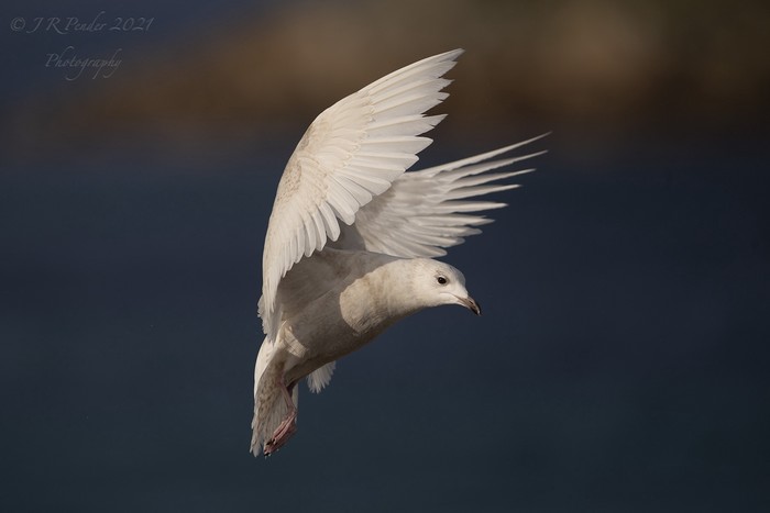 Iceland Gull