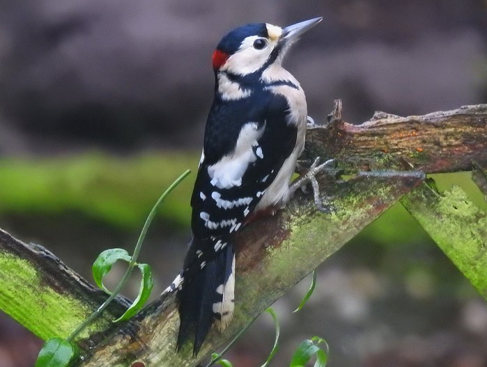 Great Spotted Woodpecker
