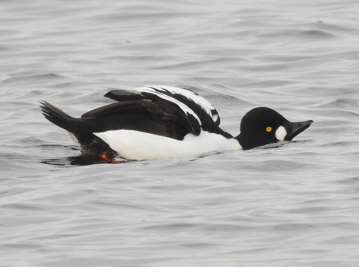 Goldeneye