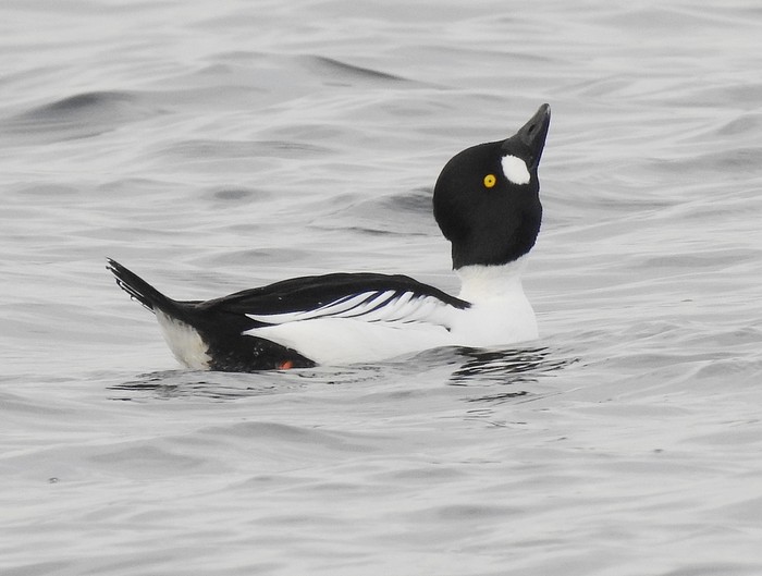 Goldeneye